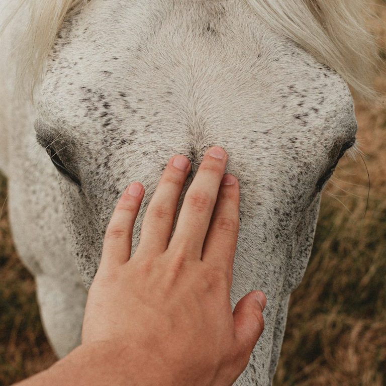 Eine Hand berührt achtsam die Stirn eines weißen Pferdes – stille Verbindung in der Reittherapie